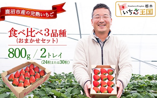【先行予約/数量限定】【贅沢いちごセット】完熟いちご食べ比べ3品種（24粒または30粒）おまかせセット2トレイ800g | 栃木県 鹿沼市 産地直送 旬 いちご こだわり 高級品 贈答用 イチゴ 苺 果物 フルーツ 期間限定 ※2026年12月～発送