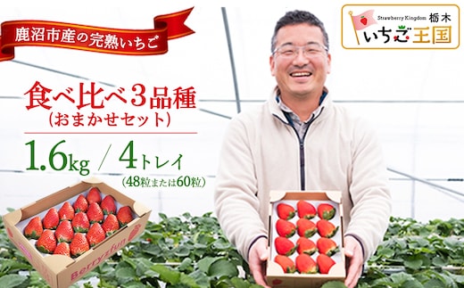 【先行予約/数量限定】【贅沢いちごセット】完熟いちご食べ比べ3品種（48粒または60粒）おまかせセット4トレイ1600g | 栃木県 鹿沼市 産地直送 旬 いちご こだわり 高級品 贈答用 イチゴ 苺 果物 フルーツ 期間限定 ※2026年12月～発送