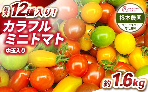 根本農園のカラフルミニトマト 約1.6kg | 野菜 トマト ミニトマト 水切り 濃厚 贈り物 新鮮 ビタミン 美容 健康 ※2026年1月上旬～4月下旬頃に順次発送予定