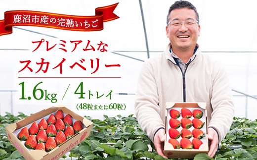 【先行予約/数量限定】プレミアムな完熟スカイベリー（48粒または60粒）4トレイ1600g｜ 栃木県 鹿沼市 産地直送 旬 いちご こだわり 高級品 贈答用 イチゴ 苺 果物 フルーツ 期間限定 ※2025年12月中旬～2026年2月中旬頃に順次発送予定