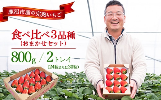 【先行予約/数量限定】【贅沢いちごセット】完熟いちご食べ比べ3品種（24粒または30粒）おまかせセット2トレイ800g ｜ 栃木県 鹿沼市 産地直送 旬 いちご こだわり 高級品 贈答用 イチゴ 苺 果物 フルーツ 期間限定 ※2025年12月中旬～2026年2月中旬頃に順次発送予定