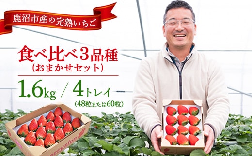 【先行予約/数量限定】【贅沢いちごセット】完熟いちご食べ比べ3品種（48粒または60粒）おまかせセット4トレイ1600g ｜ 栃木県 鹿沼市 産地直送 旬 いちご こだわり 高級品 贈答用 イチゴ 苺 果物 フルーツ 期間限定 ※2025年12月中旬～2026年2月中旬頃に順次発送予定