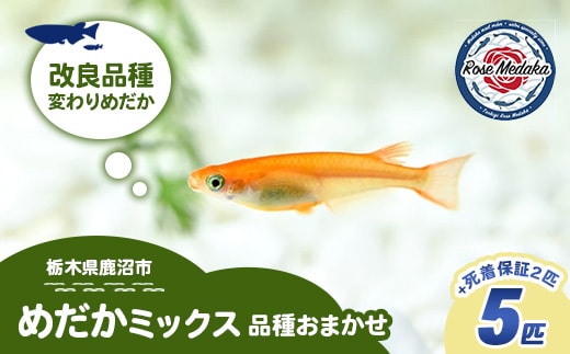 めだかさんミックス 計7匹（5匹＋死着保証2匹）（品種おまかせ） ｜ めだか メダカ 改良 飼育 生体 観賞魚 魚 ペット おまかせ ミックス ※2026年4月上旬～10月下旬頃に順次発送予定 ※北海道・沖縄・離島への配送不可
