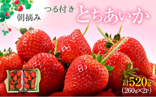 【先行予約】つる付き とちあいか 2パック箱（2026年2月上旬～2月中旬発送） ｜ いちご 果物 フルーツ 苺 イチゴ くだもの 朝取り 新鮮 美味しい 甘い
