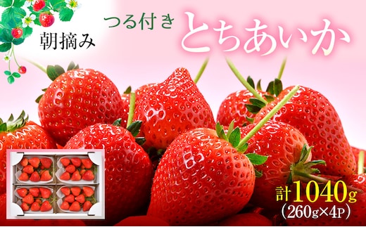 【先行予約】つる付き とちあいか 4パック（2026年2月上旬～2月中旬発送） ｜ いちご 果物 フルーツ 苺 イチゴ くだもの 朝取り 新鮮 美味しい 甘い