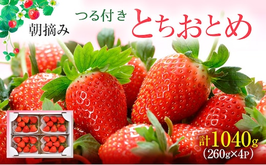 【先行予約】つる付き とちおとめ 4パック（2026年2月上旬～2月中旬発送） ｜ いちご 果物 フルーツ 苺 イチゴ くだもの 朝取り 新鮮 美味しい 甘い