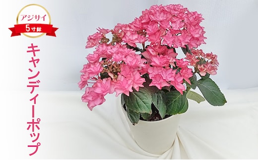 【先行予約】アジサイ キャンディーポップ ｜ 花 紫陽花 5寸鉢 八重咲 ギフト 鹿沼市 栃木県 ※2026年4月下旬～5月下旬頃に順次発送予定