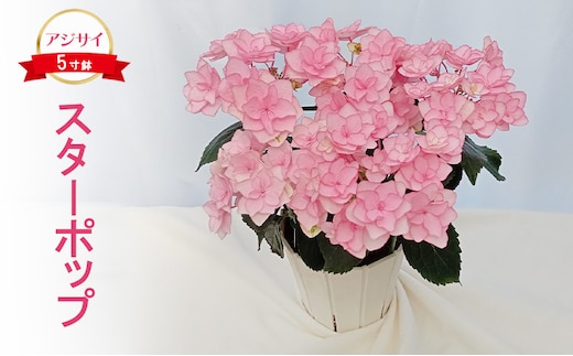【先行予約】アジサイ スターポップ ｜ 花 あじさい 紫陽花 5寸鉢 八重咲 ギフト 鹿沼市 栃木県 ※2026年4月下旬～5月下旬頃に順次発送予定