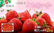 【訳あり】いちご とちあいか不揃い粒 2kg ※2027年5月～発送