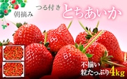 【訳あり】いちご とちあいか不揃い粒 2kg×2箱 計4kg ※2027年5月～発送
