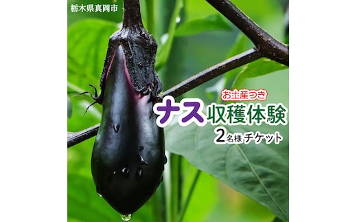 ナスの収穫体験チケット2名様 真岡市 栃木県 送料無料