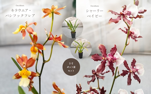 キラウエア・パシフィックフレア とシャーリーベイビーセット 真岡市 栃木県