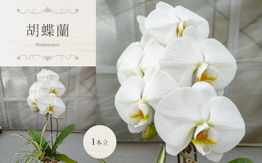 胡蝶蘭（1本立） 真岡市 栃木県