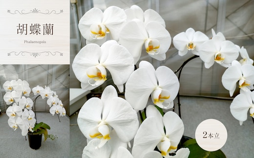 胡蝶蘭（2本立） 真岡市 栃木県