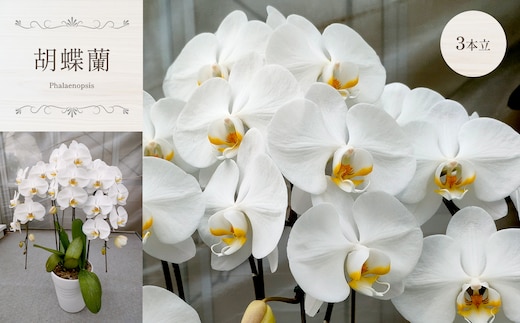 胡蝶蘭（3本立） 真岡市 栃木県