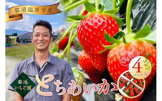 菊池いちご園 とちあいか 那須塩原市産 4パック入り ns024-001