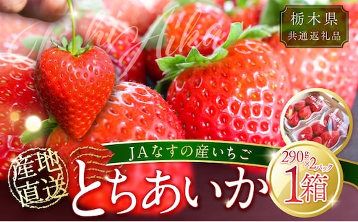 【栃木県共通返礼品】JAなすの産いちご 産地直送 とちあいか 1箱（290g×2パック）【数量限定】 ns084-002