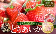 【栃木県共通返礼品】JAなすの産いちご 産地直送 とちあいか 1箱（290g×2パック）【数量限定】 ns084-002