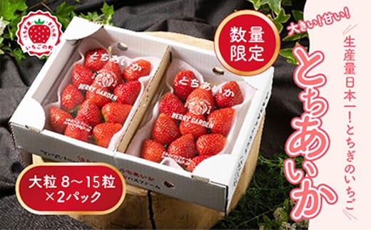 いちご 甘さ際立つ新品種 『とちあいか』 大粒 8～15粒×2パック 先行予約 58ロハスファーム【58ロハスクラブ】 ※2027年1月～発送