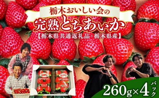 栃木おいしい会のいちご（とちあいか）260g×4パック（1040g）｜栃木県共通返礼品 栃木県産 ※離島への配送不可 ※2026年1月上旬～4月下旬頃に順次発送予定
