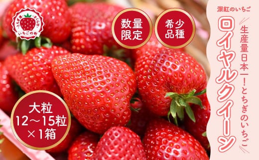 深紅のいちご 『ロイヤルクイーン』 大粒 12粒～15粒×1箱 先行予約 希少価値の高いイチゴの女王！ 深紅のスイートベリー 58ロハスファーム ※2026年1月中旬～5月中旬頃に順次発送予定
