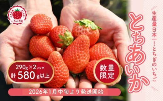 【先行予約】いちご 厳選！さくら市産 とちあいか（290g×2パック） ※2026年1月中旬～3月下旬頃に順次発送予定