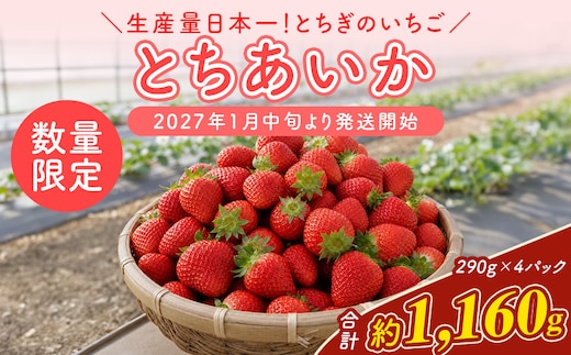 【先行予約】いちご 厳選！さくら市産 とちあいか（290g×4パック） ※2027年1月～発送