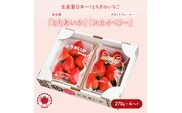 【先行予約】いちご とちあいか・スカイベリーセット 270g×4パック（1.08kg以上）｜いちご イチゴ 苺 先行予約 栃木県 果物 くだもの フルーツ とちあいか スカイベリー 新鮮 贈答 ギフト 高級 食べ比べ ※2026年1月上旬～4月中旬頃に順次発送予定