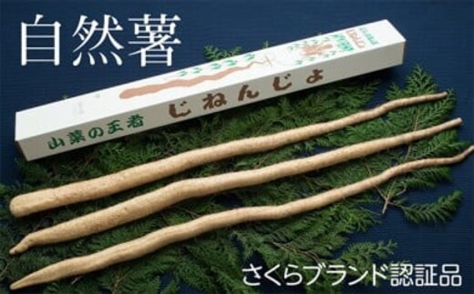 さくらブランド認証品 えみの自然薯 2～3本（1.5kg以上）山芋 とろろ 国産 健康※2025年11月下旬頃より順次発送予定
