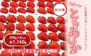 【先行予約】【数量限定】とちあいか 290g×4パック｜いちご イチゴ 苺 真空パック ※2025年11月上旬頃より順次発送予定
