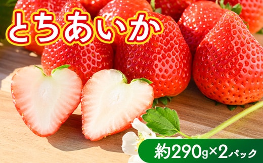 いちご（とちあいか） 290g×2パック 580g以上｜先行予約 数量限定 栃木県 果物 くだもの フルーツ 苺 イチゴ ※2026年11月～発送
