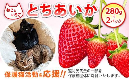ねこといちご とちあいか280g×2パック｜いちご イチゴ 苺 栃木県 果物 フルーツ 動物 猫 ネコ CAT キャット 保護 愛護 支援 ※2026年12月～発送