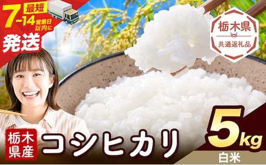 令和7年度産 米 栃木県産 コシヒカリ 白米 5kg《7-14日以内に出荷予定(土日祝除く)》栃木県 野木町 米 白米 精米 国産 お米 おこめ お弁当 おにぎり【栃木県共通返礼品】---nogi_local_493_5kg---