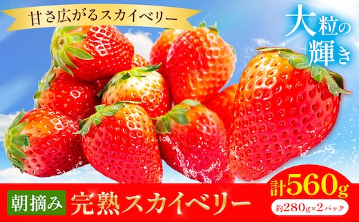 完熟 朝摘み スカイベリー 約280g×2パック 計560g 株式会社澳原いちご農園《2026年12月中旬-2027年5月中旬頃出荷》栃木県 野木町 イチゴ 苺 朝摘み スカイベリー 果物 フルーツ スイーツ【配送不可地域あり】(沖縄・離島)---nogit_oin_7_560g---