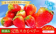 完熟 朝摘み スカイベリー 約280g×2パック 計560g 株式会社澳原いちご農園《2026年12月中旬-2027年5月中旬頃出荷》栃木県 野木町 イチゴ 苺 朝摘み スカイベリー 果物 フルーツ スイーツ【配送不可地域あり】(沖縄・離島)---nogit_oin_7_560g---