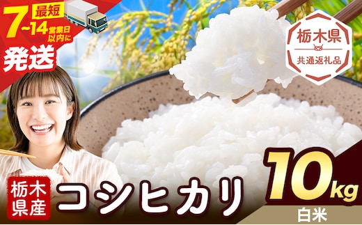 令和7年度産 米 栃木県産 コシヒカリ 白米 10kg《7-14日以内に出荷予定(土日祝除く)》栃木県 野木町 米 白米 精米 国産 お米 おこめ お弁当 おにぎり【栃木県共通返礼品】---nogi_local_494_10kg---