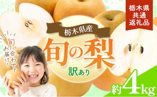 先行予約 訳あり 旬の梨 約4kg 幸水 豊水 あきづき 新高 にっこり《8月上旬-10月中旬頃出荷予定》 栃木県 野木町 なし ナシ くだもの 果物 青果物 フルーツ---nogi_local_489_4kg---
