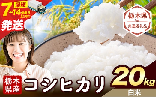 令和7年度産 米 栃木県産 コシヒカリ 白米 20kg《7-14日以内に出荷予定(土日祝除く)》栃木県 野木町 米 白米 精米 国産 お米 おこめ お弁当 おにぎり【栃木県共通返礼品】---nogi_local_495_20kg---