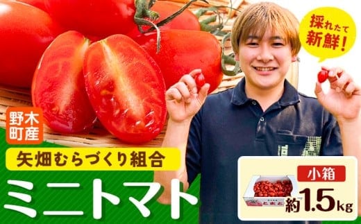 ミニトマト 約1.5kg 1箱 小箱 栃木県 野木町産 矢畑むらづくり組合 《2025年10月上旬-2026年6月下旬頃出荷》栃木県 野木町 トマト ミニトマト 野菜 新鮮---nogi_ybt_3_1500g---