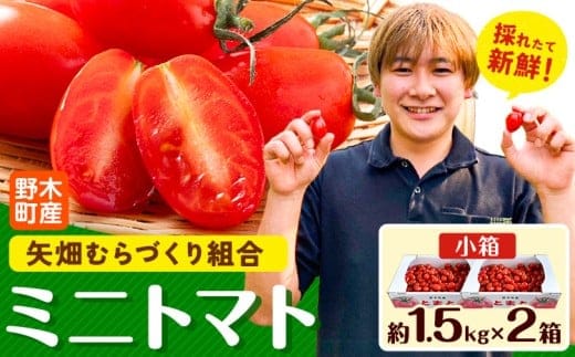 ミニトマト 約1.5kg 2箱 小箱 栃木県 野木町産 矢畑むらづくり組合 《2025年10月上旬-2026年6月下旬頃出荷》栃木県 野木町 トマト ミニトマト 野菜 新鮮---nogi_ybt_4_3kg---