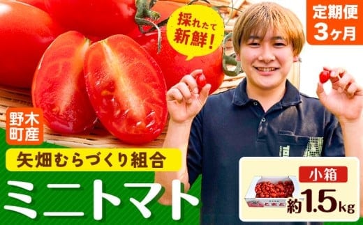 【3ヶ月定期便】ミニトマト 約1.5kg 1箱 小箱 栃木県 野木町産 矢畑むらづくり組合 《2025年10月上旬-2026年6月下旬頃出荷》栃木県 野木町 トマト ミニトマト 野菜 新鮮---nogi_ybt_5_4500g_tei---