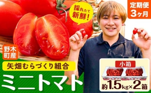 【3ヶ月定期便】ミニトマト 約1.5kg 2箱 小箱 栃木県 野木町産 矢畑むらづくり組合 《2025年10月上旬-2026年6月下旬頃出荷》栃木県 野木町 トマト ミニトマト 野菜 新鮮---nogi_ybt_6_9kg_tei---