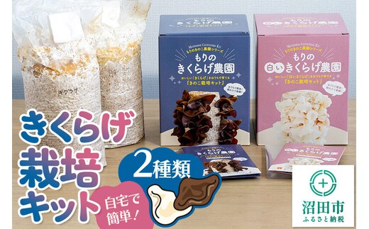 《夏季限定》きくらげ栽培キット 2種類セット もりのきくらげ農園／白いきくらげ農園 [木耳 きくらげ キクラゲ]
