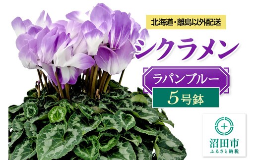 《12月上旬～下旬発送》北海道・離島以外配送 シクラメン5号鉢 ラパンブルー [多年草 しくらめん シクラメン]