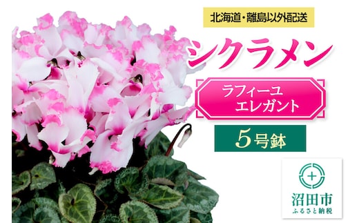 《12月上旬～下旬発送》北海道・離島以外配送 シクラメン5号鉢 ラフィーユエレガント [多年草 しくらめん シクラメン]