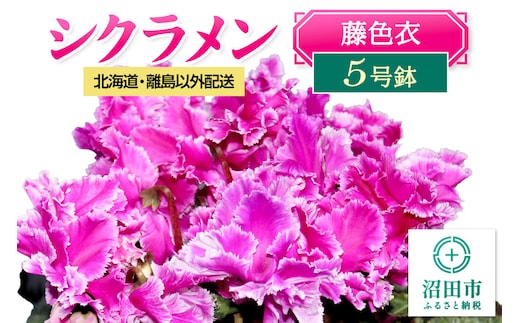 《12月上旬～下旬発送》北海道・離島以外配送 シクラメン5号鉢 藤色衣 [多年草 しくらめん シクラメン]