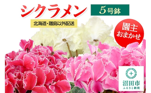 《12月上旬～下旬発送》北海道・離島以外配送 シクラメン5号鉢 園主おまかせ [多年草 しくらめん シクラメン]