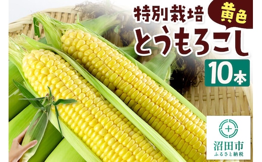 沼田市産 特別栽培のとうもろこし 10本 黄色 ゴールドラッシュ [黄色い とうもろこし トウモロコシ ごーるどらっしゅ ゴールドラッシュ スイートコーン イエローコーン]