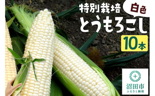 沼田市産 特別栽培のとうもろこし 10本 白色 ホイップコーンまたはロイシーコーン [白い とうもろこし トウモロコシ ホイップ ほいっぷ ロイシー ろいしー スイートコーン ホワイトコーン]