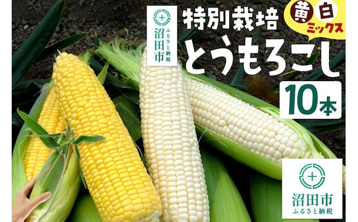 沼田市産 特別栽培のとうもろこし 10本 黄色・白色ミックス [黄色い 白い とうもろこし トウモロコシ ごーるどらっしゅ ゴールドラッシュ ホイップ ほいっぷ ロイシー ろいしー スイートコーン イエローコーン ホワイトコーン]